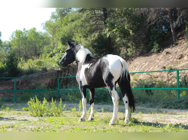 Inne kuce/małe konie Wałach 3 lat 144 cm Srokata in Terrassa