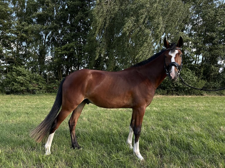 Inne kuce/małe konie Wałach 3 lat 146 cm Gniada in Delbr&#xFC;ck