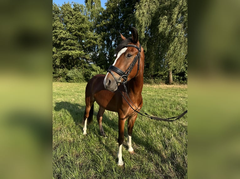 Inne kuce/małe konie Wałach 3 lat 146 cm Gniada in Delbr&#xFC;ck