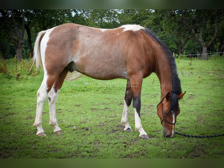 Inne kuce/małe konie Mix Wałach 3 lat 148 cm Srokata in Zakupy