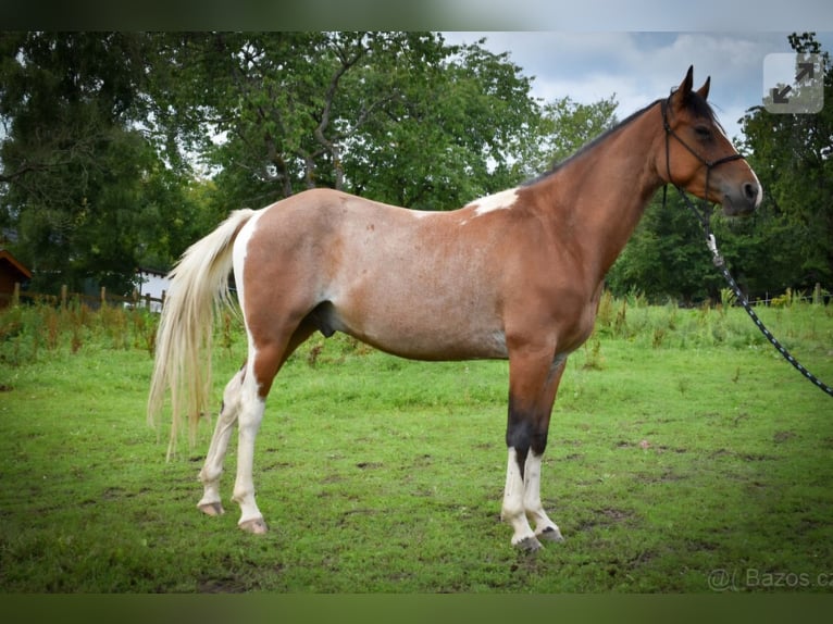 Inne kuce/małe konie Mix Wałach 3 lat 148 cm Srokata in Zakupy