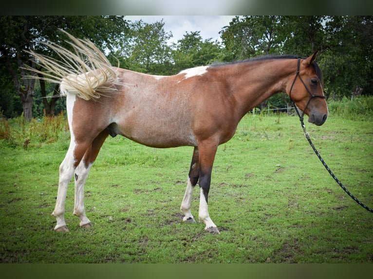 Inne kuce/małe konie Mix Wałach 3 lat 148 cm Srokata in Zakupy