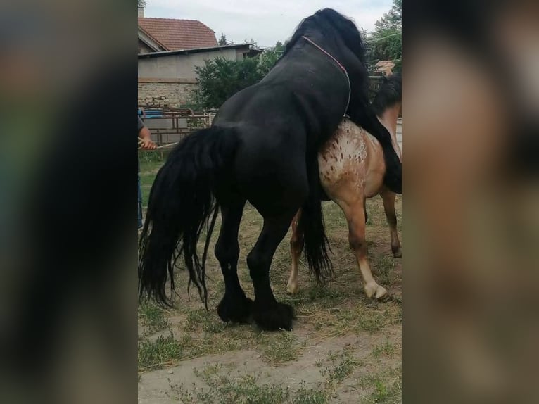 Inne kuce/małe konie Wałach 3 lat 155 cm Tarantowata in Rechnitz