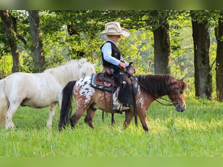 Inne kuce/małe konie Wałach 3 lat 86 cm in Sugarcreek, OH