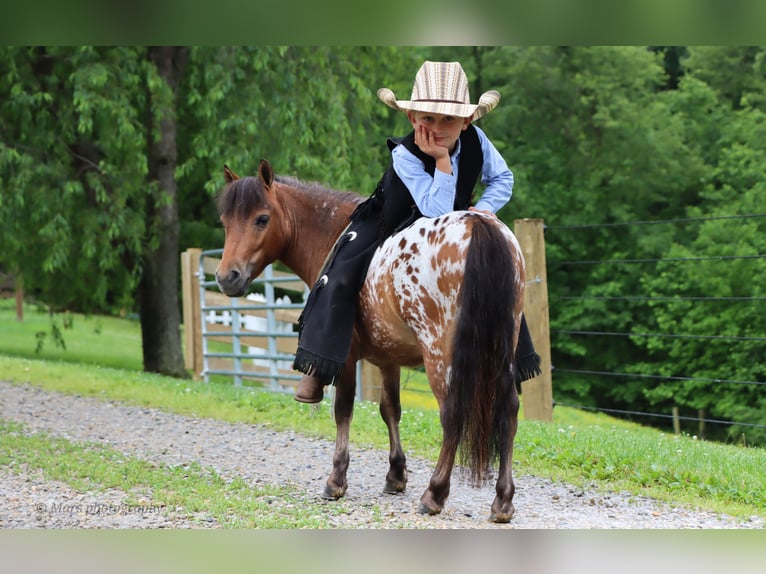 Inne kuce/małe konie Wałach 3 lat 86 cm in Sugarcreek, OH