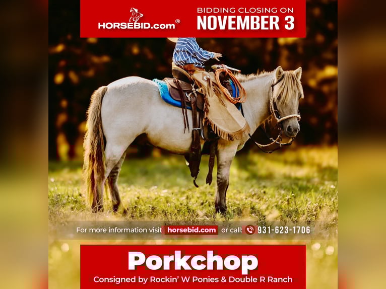 Inne kuce/małe konie Wałach 4 lat 102 cm Bułana in Lyles Inne kuce/małe konie Wałach 4 lat 102 cm Bułana in Lyles