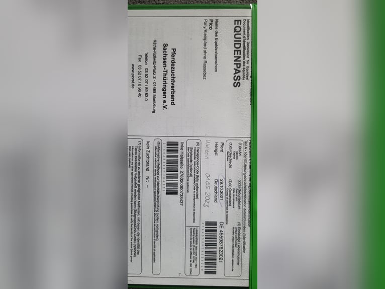 Inne kuce/małe konie Mix Wałach 4 lat 120 cm Srokata in Frohburg