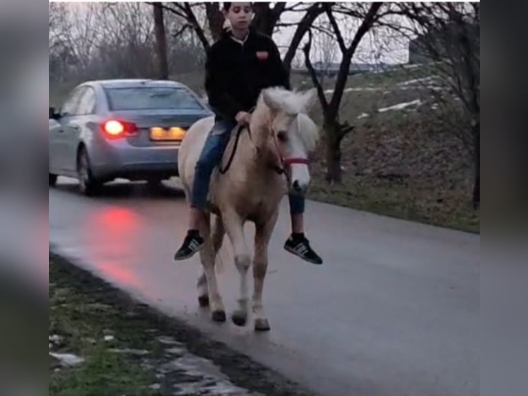Inne kuce/małe konie Wałach 4 lat 125 cm Izabelowata in Rechnitz