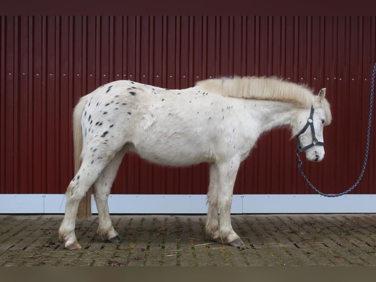 Inne kuce/małe konie Mix Wałach 4 lat 125 cm Siwa in Alfhausen