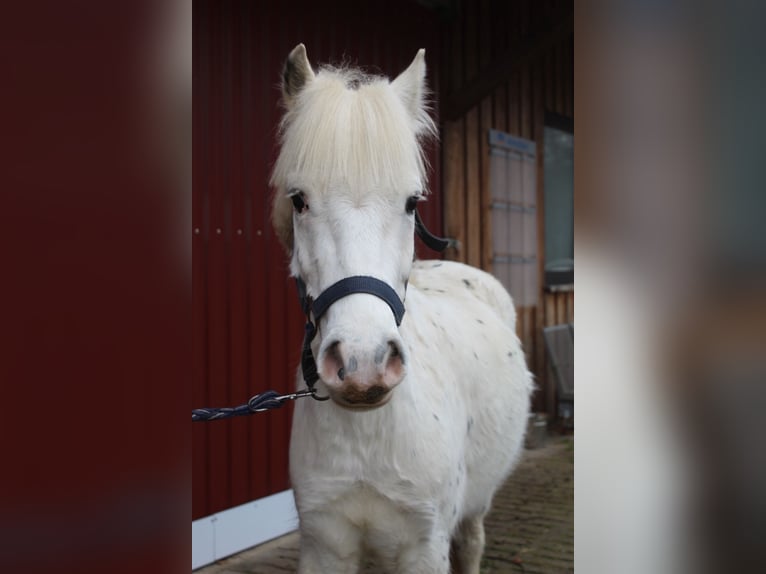 Inne kuce/małe konie Mix Wałach 4 lat 125 cm Siwa in Alfhausen