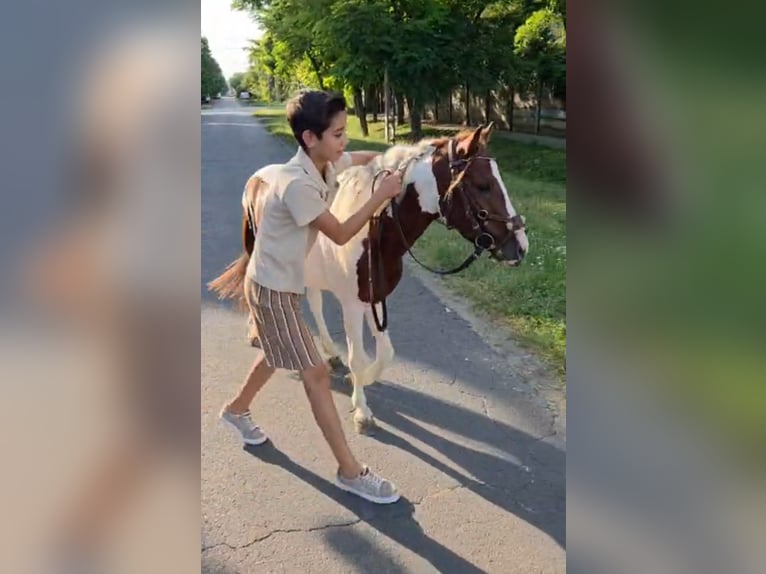 Inne kuce/małe konie Wałach 4 lat 125 cm Srokata in Rechnitz