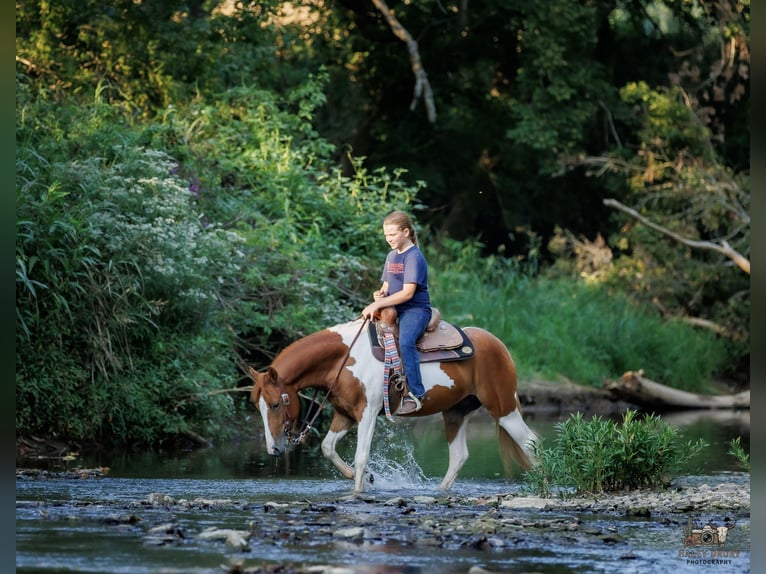 Inne kuce/małe konie Wałach 4 lat 132 cm Srokata in Auburn