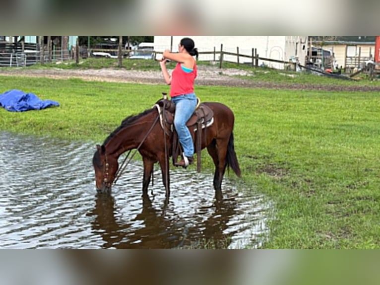 Inne kuce/małe konie Wałach 4 lat 135 cm Gniada in Loxahatchee