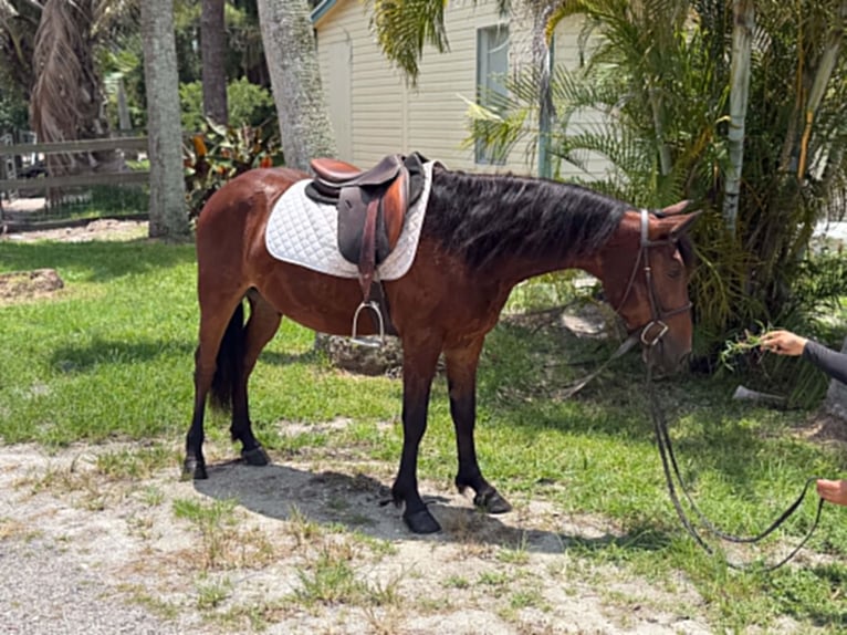 Inne kuce/małe konie Wałach 4 lat 135 cm Gniada in Loxahatchee