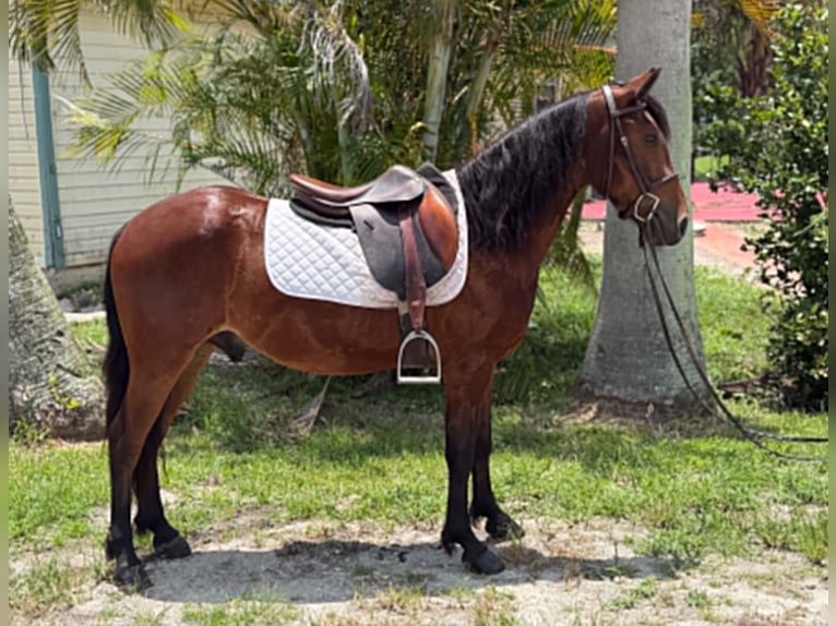 Inne kuce/małe konie Wałach 4 lat 135 cm Gniada in Loxahatchee