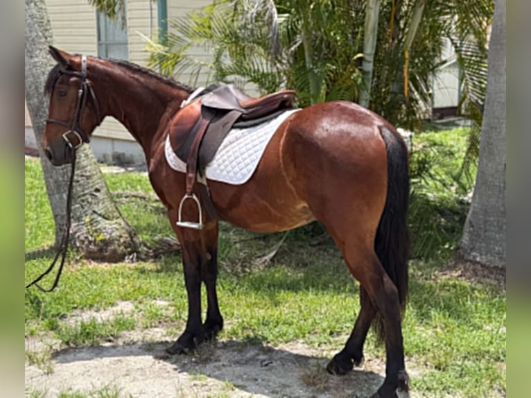 Inne kuce/małe konie Wałach 4 lat 135 cm Gniada in Loxahatchee