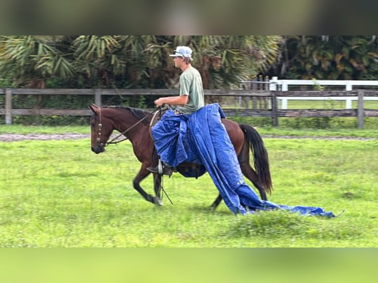 Inne kuce/małe konie Wałach 4 lat 135 cm Gniada in Loxahatchee