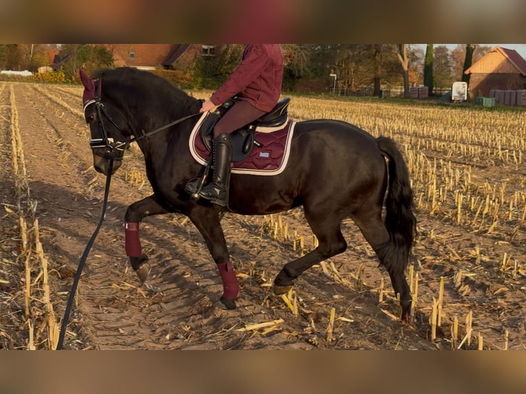 Inne kuce/małe konie Wałach 4 lat 135 cm Skarogniada in Bramsche
