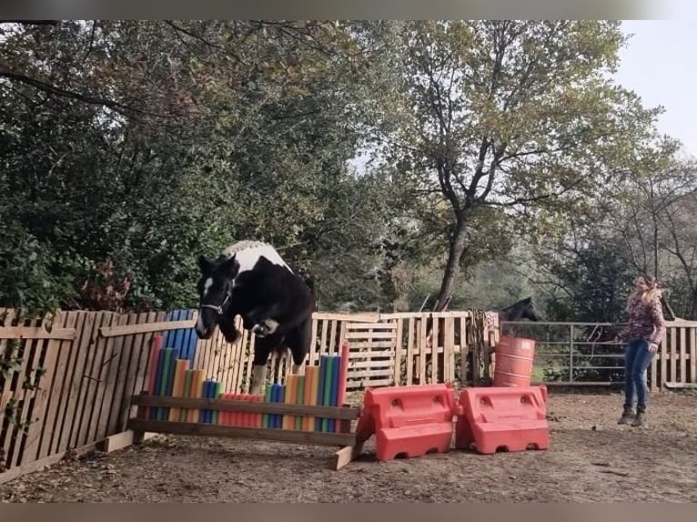 Inne kuce/małe konie Wałach 4 lat 135 cm Srokata in Eyragues