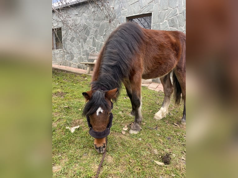 Inne kuce/małe konie Wałach 4 lat 136 cm Gniada in St Stefan im Rosental
