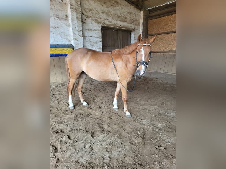Inne kuce/małe konie Wałach 4 lat 137 cm Kasztanowata in Springe