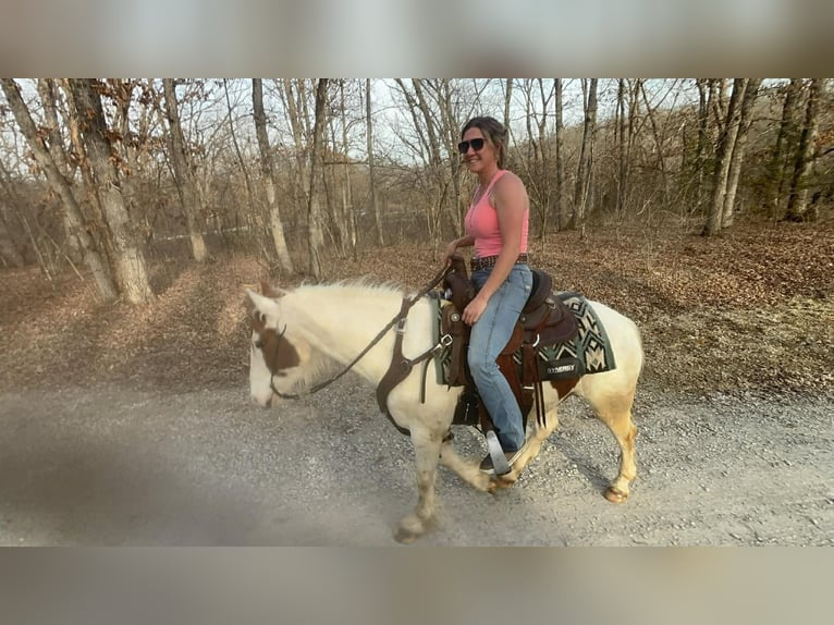 Inne kuce/małe konie Wałach 4 lat 137 cm Srokata in Princeton