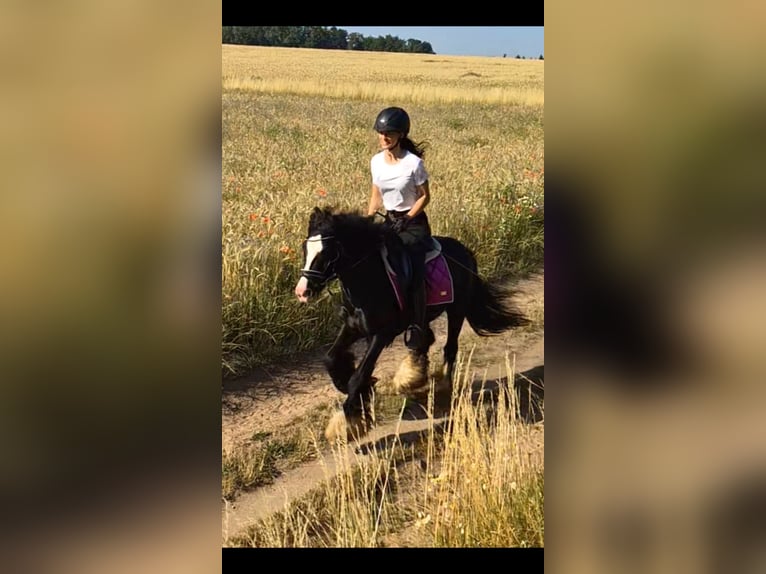 Inne kuce/małe konie Wałach 4 lat 140 cm Kara in Bexbach