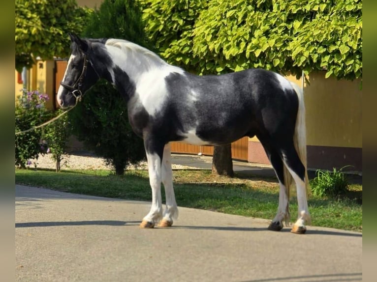 Inne kuce/małe konie Wałach 4 lat 140 cm Srokata in Békéscsaba