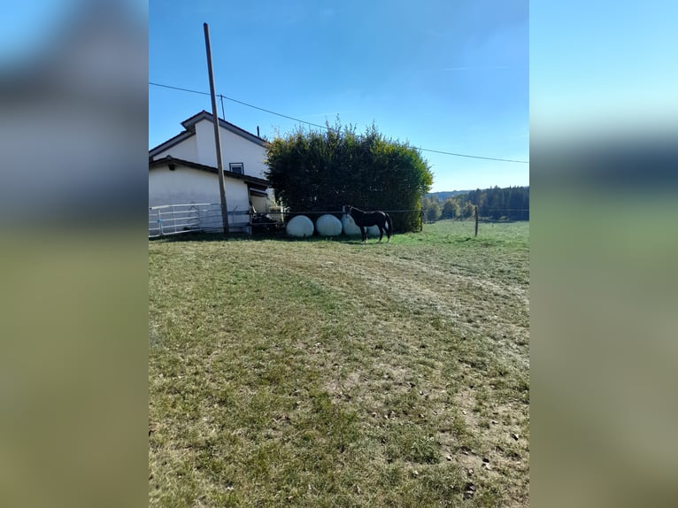 Inne kuce/małe konie Mix Wałach 4 lat 142 cm Kara in Bad Saulgau