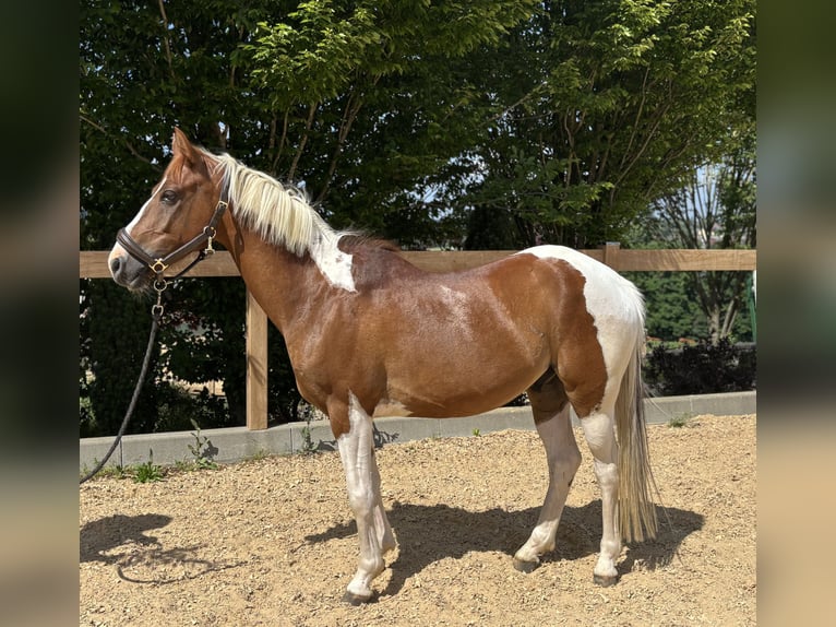Inne kuce/małe konie Wałach 4 lat 142 cm Srokata in Iggingen