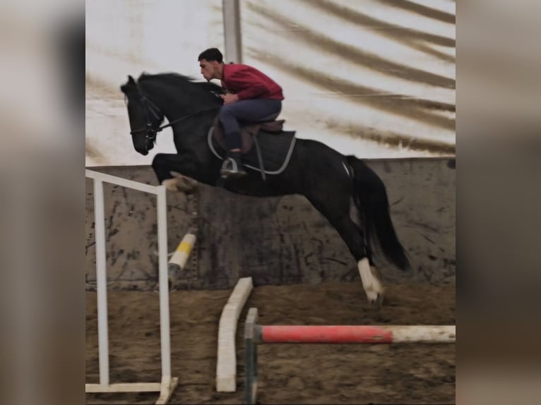 Inne kuce/małe konie Wałach 4 lat 142 cm Srokata in B&#xE9;k&#xE9;scsaba