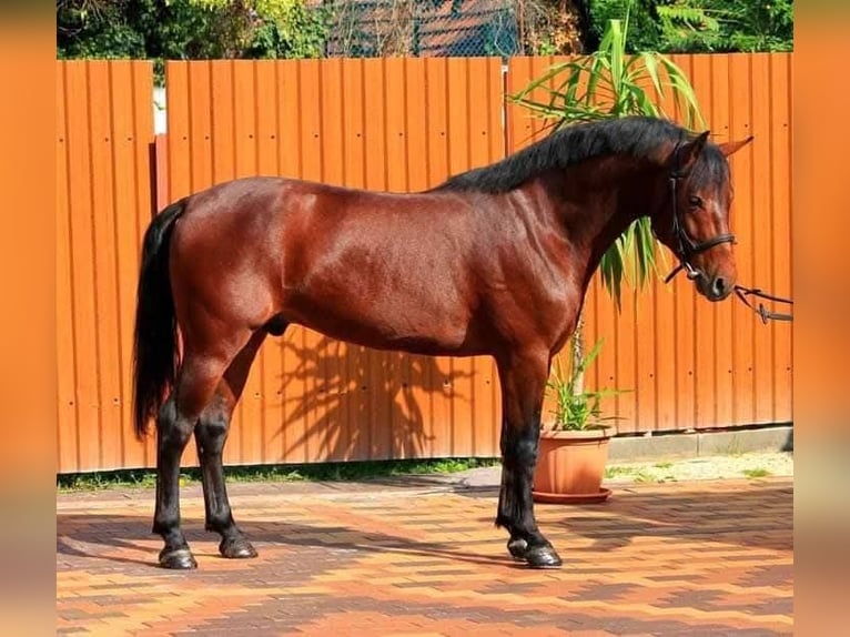 Inne kuce/małe konie Wałach 4 lat 143 cm Gniada in B&#xE9;k&#xE9;scsaba