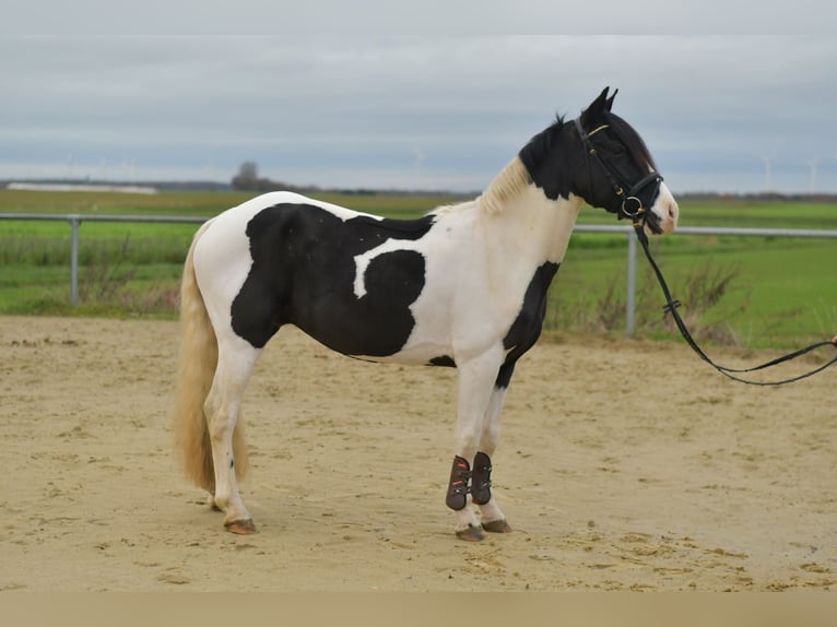 Inne kuce/małe konie Wałach 4 lat 143 cm Srokata in Geilenkirchen