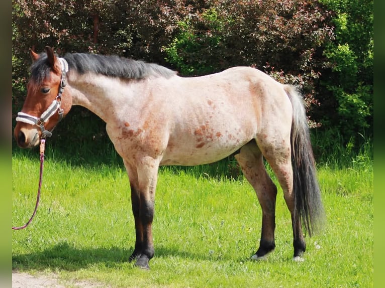Inne kuce/małe konie Wałach 4 lat 145 cm Gniada in Bócsa