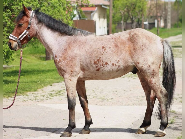 Inne kuce/małe konie Wałach 4 lat 145 cm Gniada in Bócsa
