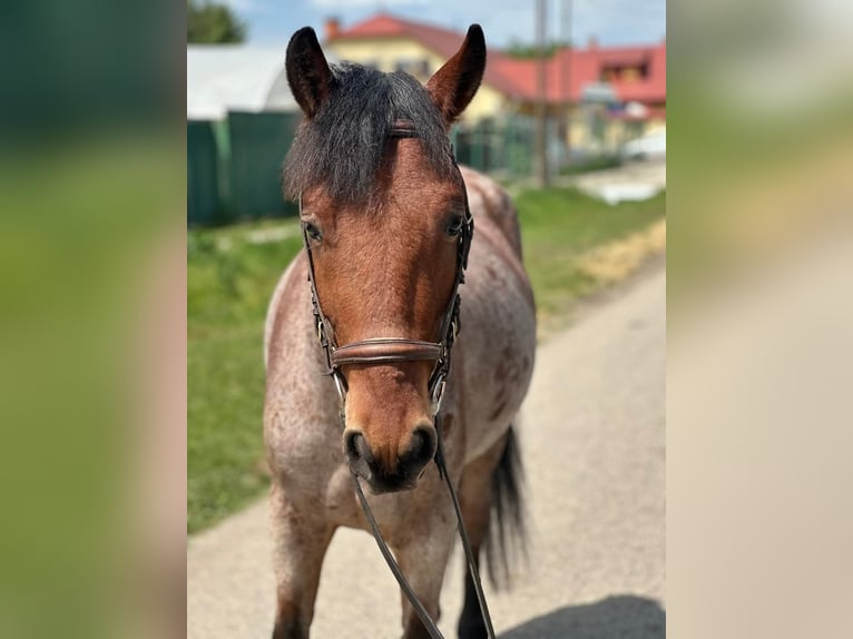 Inne kuce/małe konie Wałach 4 lat 145 cm Gniada in Bócsa
