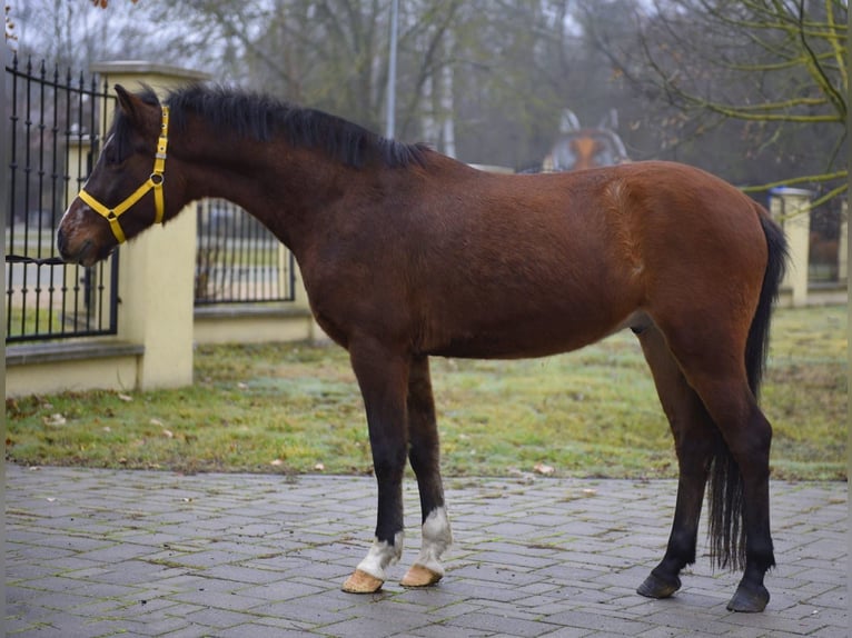 Inne kuce/małe konie Wałach 4 lat 147 cm Gniada in Békéscsaba