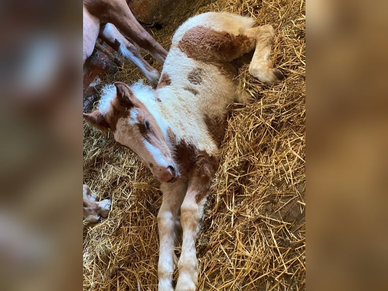 Inne kuce/małe konie Wałach 4 lat 148 cm Srokata in Rechnitz