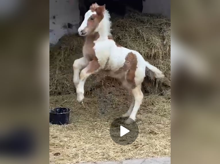 Inne kuce/małe konie Wałach 4 lat 148 cm Srokata in Rechnitz