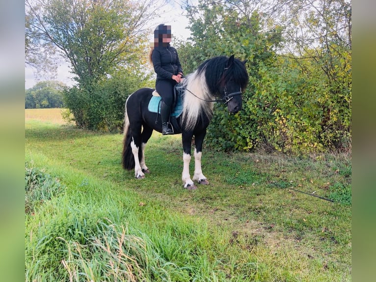 Inne kuce/małe konie Wałach 4 lat 148 cm Srokata in Luckenau