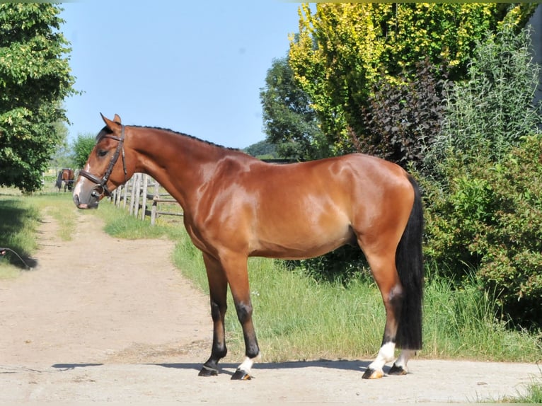 Inne kuce/małe konie Wałach 4 lat 149 cm Gniada in Schattendorf