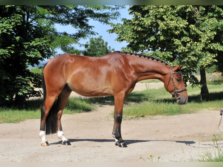 Inne kuce/małe konie Wałach 4 lat 149 cm Gniada in Schattendorf
