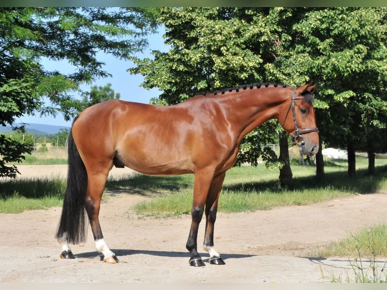 Inne kuce/małe konie Wałach 4 lat 149 cm Gniada in Schattendorf