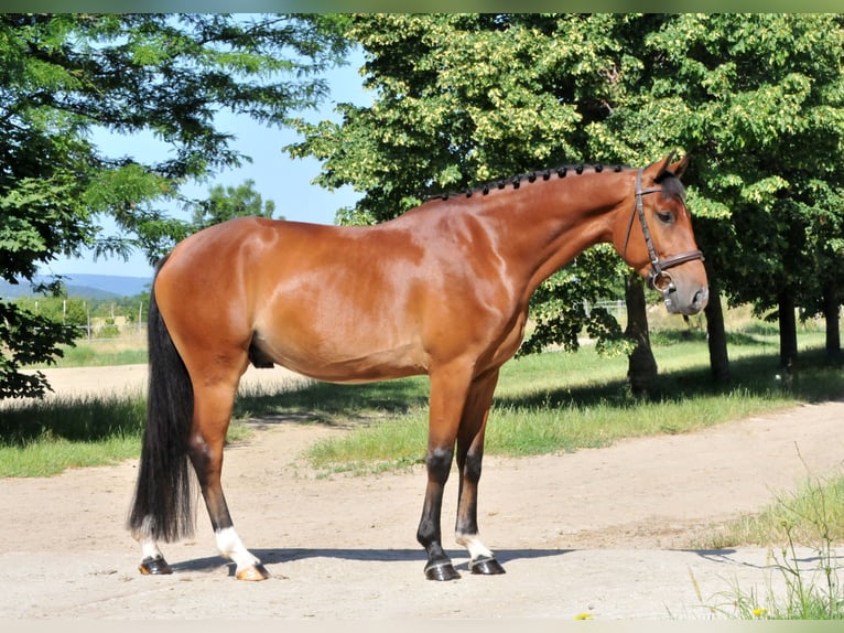 Inne kuce/małe konie Wałach 4 lat 149 cm Gniada in Schattendorf
