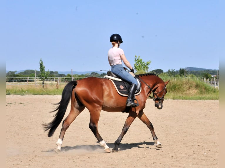 Inne kuce/małe konie Wałach 4 lat 149 cm Gniada in Schattendorf