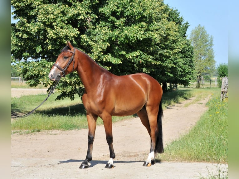 Inne kuce/małe konie Wałach 4 lat 149 cm Gniada in Schattendorf