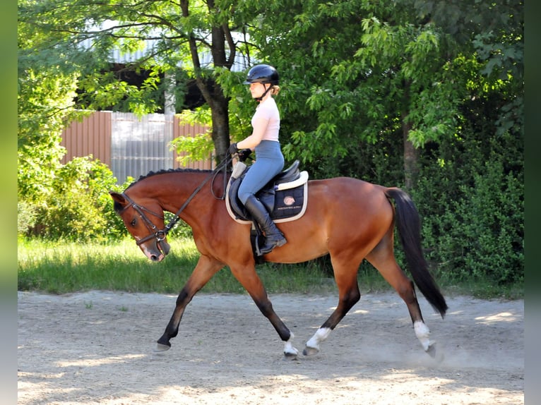 Inne kuce/małe konie Wałach 4 lat 149 cm Gniada in Schattendorf