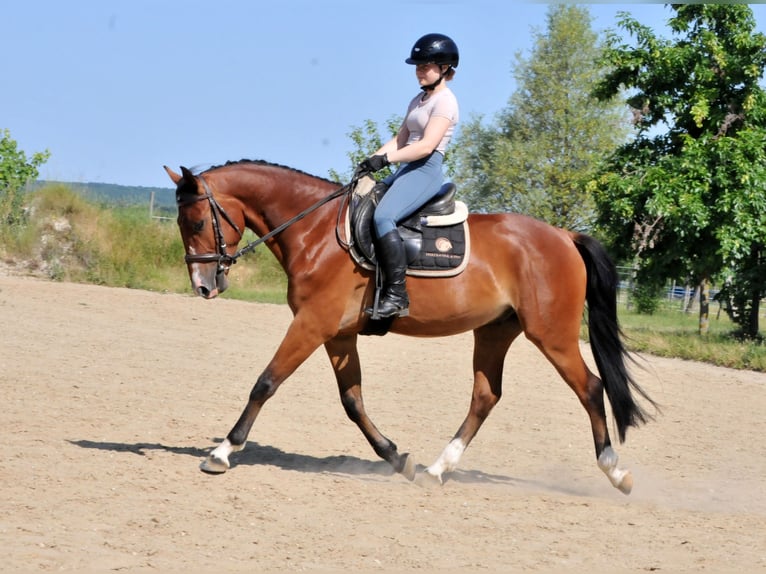 Inne kuce/małe konie Wałach 4 lat 149 cm Gniada in Schattendorf