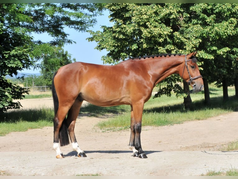 Inne kuce/małe konie Wałach 4 lat 149 cm Gniada in Schattendorf