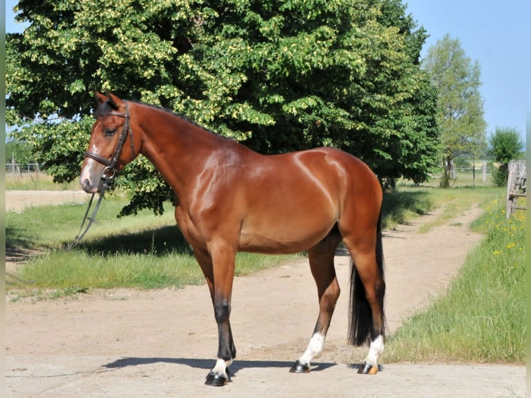 Inne kuce/małe konie Wałach 4 lat 149 cm Gniada in Schattendorf
